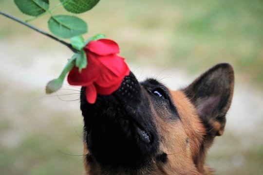 バラと犬